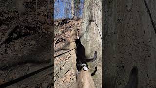 Walk 1.29.25 | Camina Stops To Enjoy The View II | Cox Arboretum #tuxedocat  #snow #hiking