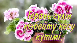 Герань гүлінің күтімі көбеюі. Геранды кесу. Гүлдер әлемі. Үй гүлдерінің күтімі.