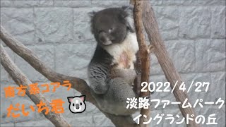 【南方系コアラ】コアラ②　だいち君（アーク父ちゃんの息子）　2022/4/27　イングランドの丘