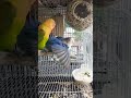 african lovebirds actual mating alagang magaling peejayparastv cavite philippines