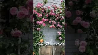 鉢植えでつるバラのアミロマンティカを育てる。I grow amyromantica, a vine rose, in a pot.