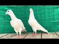 28 pigeons successfully delivered to prs perwez bhai kolkata west bengal