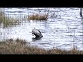 kurki pesulla common crane washing up