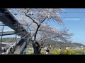 ［4k60fps］一目千本桜を車窓から眺める