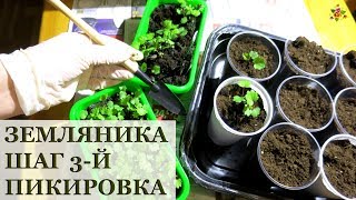 Земляника из семян. Пикировка / Секреты пересадки земляники