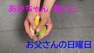 220816【お父さんおいで～】恒例の儀式『せおとこうこう』　小桜インコ　我が家の天使たち7羽