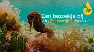 Bezoekje gedaan aan Zeepaardjes kweker! | ExoticAquatica.nl