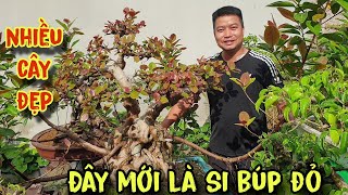 Đây mới thực sự là si búp đỏ.Anh sở hữu vườn cây đẹp của A Lâm sdt 038317131