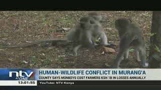 KWS takes action on Murang'a monkey menace