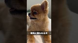 眠気と戦う犬が可愛すぎる・・・ #shots