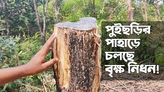 বাঁশখালীর পুইছড়ির পাহাড়ে চলছে গাছ কাটার মহোৎসব! দেখার কেউ নাই!