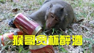 猴子喝酒贪杯  趁着小姐姐不注意顺手就把整杯酒拿走了