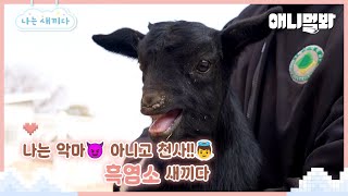 나는 태어난 지 24일 된 흑염소 새끼다 [애니멀봐 나새끼 106호]ㅣI'm 24 days old Black Goat Baby [I'm A Baby 106th]