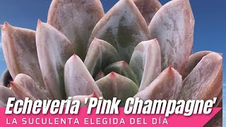 Echeveria 'Pink Champagne' #LaSuculentaElegidadelDía