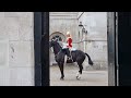 the king s horse refuses to stay inside his stall