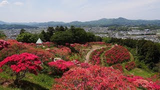 笠間つつじまつり2019