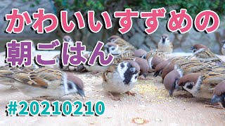 かわいいスズメの朝ごはん 20210210  Breakfast of the cute sparrow