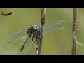 dragonfly cannibalism green marsh hawk orthetrum sabina