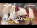 流浪犬「脖子以下癱瘓」恐一輩子住冰鐵籠｜寵物動物｜狗｜米克斯｜浪浪｜治療