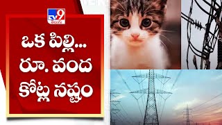 Maharashtra  : ఒక పిల్లి... రూ. వంద కోట్ల నష్టం  - TV9