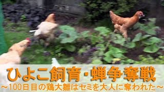 ひよこ飼育65・蝉争奪戦～100日目の鶏大雛はセミを大人ニワトリに奪われた～