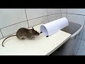 Paper Mouse/Rat Trap