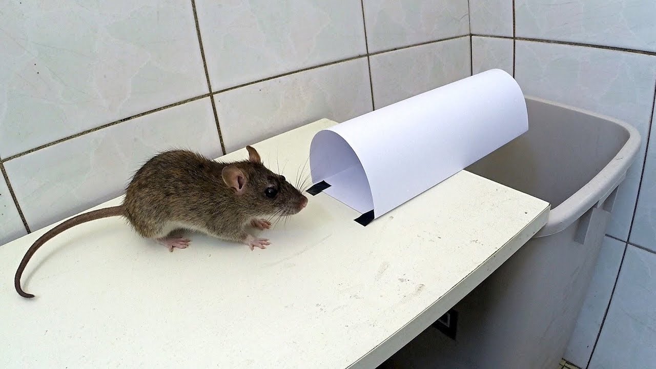 Paper Mouse Rat Trap Youtube