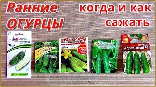 Когда сажать ранние огурцы. Какие сорта выбрать и как правильно посадить.