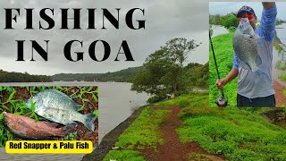 Monsoon Fishing trip in Goa 2024  |  Red Snapper  \u0026 Palu fishing in goa | fishing trip 2024