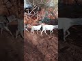 village goat farming. #goatfarming.