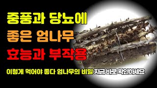 엄나무의 효능 9가지 그리고 부작용 먹는방법 / 당뇨와 중풍 예방에 좋은 이 음식 제대로 알아봅시다