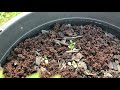 growing summer berries yarrow in a container