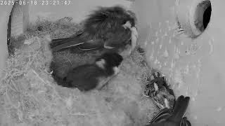 Livestream von Great Tits LIVE - with chicks