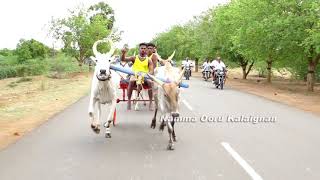 வெற்றியூர்  வண்டிப்பந்தயம் / பெரிய மாடு / Rekla Race in Vetriyur.