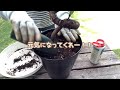 カシワバゴム　バンビーノの植え替え【観葉植物】【カシワバゴム】【バンビーノ】【植え替え】【成長記録】