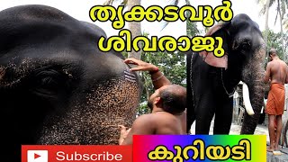 തൃക്കടവൂർ ശിവരാജു കുറിയടി || Thrikkadavoor Sivaraju || Aanamaker Sooraj Nambiatt song ||