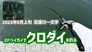 【武庫川一文字】ミドリイガイで釣れるのか？！