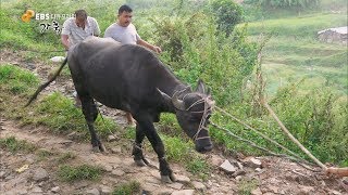 네팔 최대의 명절 '더 싸인'