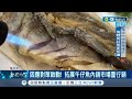 午仔魚成為下一個受害者 繼石斑魚之後 中國以疫情嚴峻為由暫停輸入台灣午仔魚｜記者 朱俊傑 廖國雄 翁郁雯 ｜【台灣要聞】20220612｜三立inews