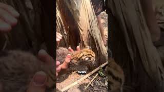 A Strange Discovery Is This A Kitten Or Something Else