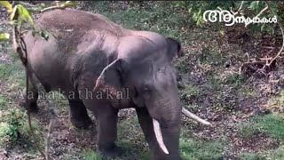 ഒറ്റയാൻറെ ആക്രമണത്തിൽ ലക്ഷകണക്കിന് രൂപയുടെ കൃഷിനാശം  | wild elephants destroyed paddy field