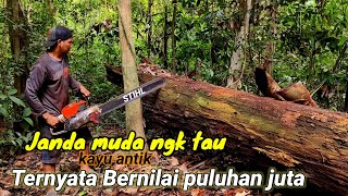 Lapuk di luar Baja di dalam !‼️ Kekayaan abadi hutan tropis, si kayu besi kalimantan