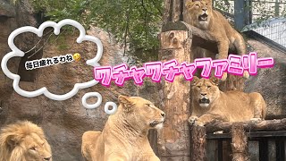 2024年8月16日  【旭山動物園】 帰宅時間前のオリト家の様子です😆お腹空いたオリトさんがかなりイライラ模様😅 フウ、レイがそれを見てからかう様にも見えますね〜🤣 #旭山動物園 #オリトファミリー