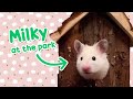 Welcome Milky | A Hamster at the park | Ham Ham Adventure TV