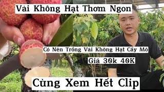 Giống Vải Thiều Không Hạt Ngon Siêu Sớm - Có Nên Mua Vải Khồn Hạt Cấy Mô 40k