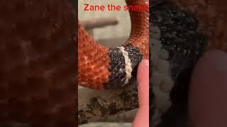 Zane the snake