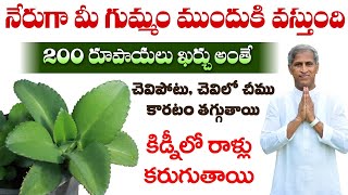 Medicinal Leaf | Removes Kidney Stones | Reduces Ear Infection | Ranapala Aaku |Manthena Health Tips