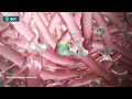 AQUACEL Ag Advantage Surgical Mode of Action Video