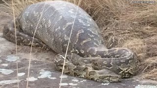 Python eats porcupine, instantly regrets it