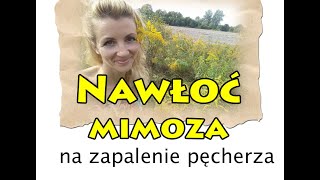 #zioła #zdrowie #lekiniezapteki Spacer ziołowy odc. 3 Nawłoć. Mimoza. Co zdrowego rośnie na łące!?